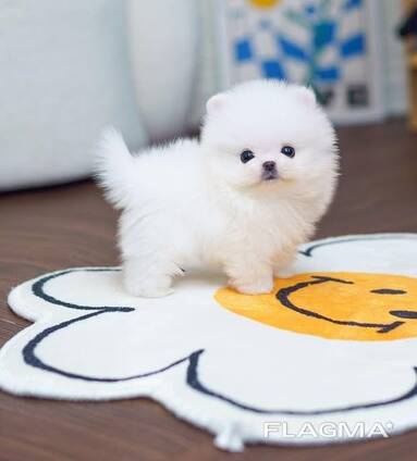 6 Zwergspitzwelpen (wenige Wochen alt)