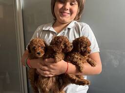 Adorable Toy Poodle Puppies.