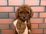 Adorable Toy Poodle Puppies. - photo 3
