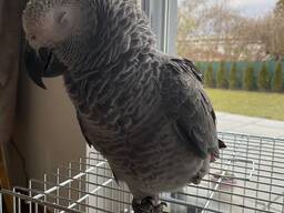 Africa Gray Parrot