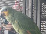 Amazonian parrot - photo 1
