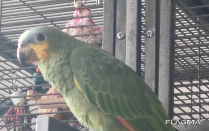 Amazonian parrot