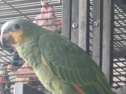 Amazonian parrot