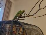 Amazonian parrot - photo 6