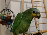 Amazonian parrot - фото 10