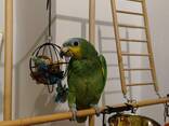Amazonian parrot - фото 11