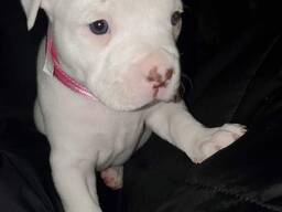 Amerikanische Bulldogge – 4 Mädchen aus einem Wurf abzugeben