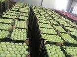 Apples fresh - photo 4