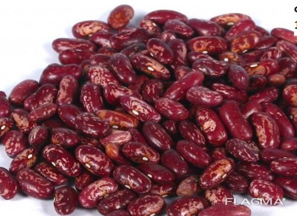 Beans variety Red for 100 gr 145-150 pcs.