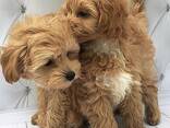 Beautiful Maltipoo Puppies - photo 1