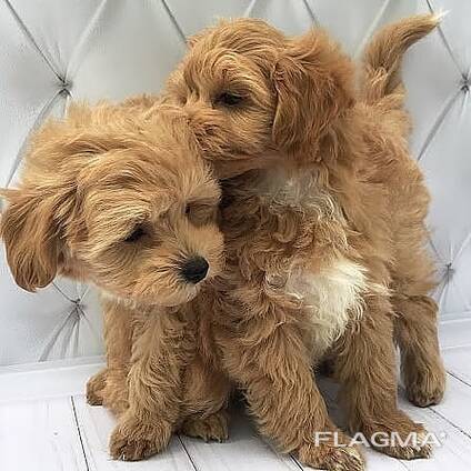 Beautiful Maltipoo Puppies