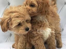 Beautiful Maltipoo Puppies
