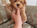 Beautiful Maltipoo Puppies - photo 4