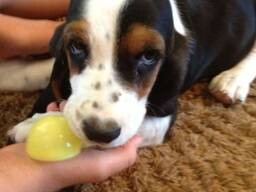 Beople Bassets, eine kleine, freundliche Zuchtstätte, freut sich,