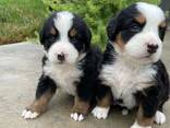 Berner Sennenhundwelpen - photo 1