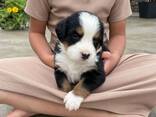 Berner Sennenhundwelpen - photo 3