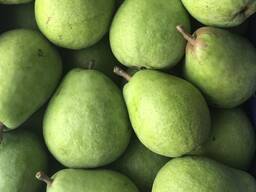 Best pears from Poland wholesale