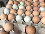 Best Quality Organic Fresh Chicken Table Eggs Brown/White Fresh Table Chicken Eggs - фото 1