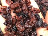 Black raisins for confectionery grade (Kizilcha) - фото 2