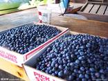 Blueberry - photo 1