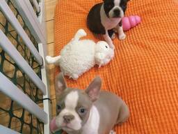 Boston Terrier Cream Carrier Lillac Best Of Best