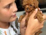 Toy-Pudel-Welpen - photo 1