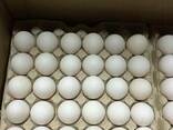 Chicken Eggs - фото 1