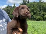 Chocolate Labrador retriever - фото 2