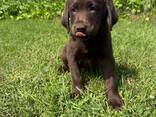 Chocolate Labrador retriever - фото 3