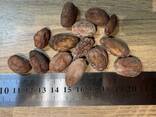 Cocoa beans - фото 3