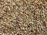 Coriander, flax, sainfoin, brewing barley, millet, pea beans - photo 1