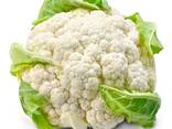 Cauliflower from Uzbekistan - фото 1