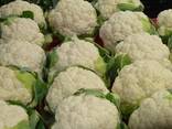 Cauliflower from Uzbekistan - фото 2