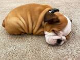 Englische Bulldogge Welpe - фото 2