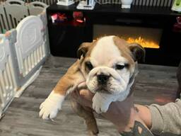 English Bulldog Puppies for sale