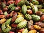 Forastero Cacao Beans - photo 1