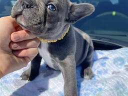 Französische Bulldogge