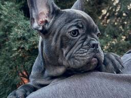 Französische Bulldogge