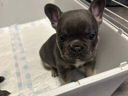 French bulldog puppies
