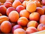 Fresh Apricots - photo 1