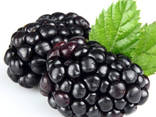 Fresh Blackberry - photo 1