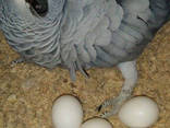 Fresh Parrot Fertile Eggs and Parrots For Sale - photo 3