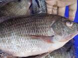 Frozen Black Tilapia Fish - фото 1