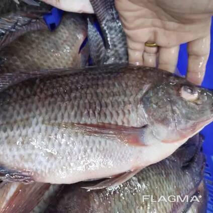 Frozen Black Tilapia Fish