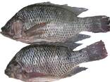 Frozen Black Tilapia Fish - фото 1