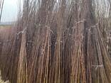 Fruit trees saplings - photo 5