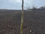 Fruit trees saplings - photo 10