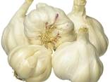 Garlic - photo 1