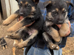 German shepherd puppies for sale