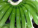 Green Cavendish Banana - photo 2